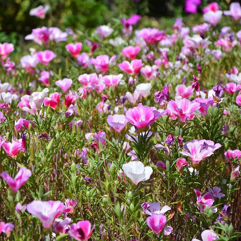 Superbloom Native Wildflower Seed Mix 7 Superbloom Native Wildflower Seed Mix - Image 6