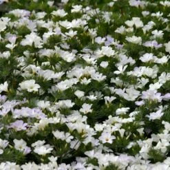 Superbloom Native Wildflower Seed Mix 14 Superbloom Native Wildflower Seed Mix -High Country Gardens Sales superbloom native mix 5