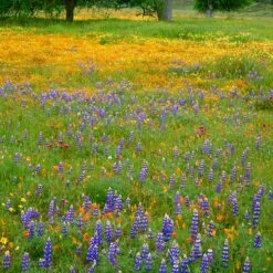 High Country Gardens Sales 32 Superbloom Native Wildflower Seed Mix