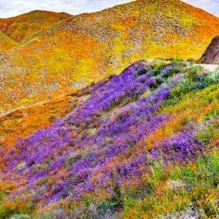 High Country Gardens Sales -High Country Gardens Sales superbloom seasonal mix lupine california poppy hillside