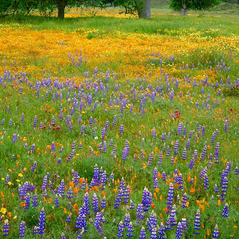 Superbloom Native Wildflower Seed Mix 2 Superbloom Native Wildflower Seed Mix