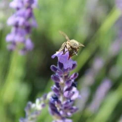 Sharon Roberts English Lavender 12 Sharon Roberts English Lavender -High Country Gardens Sales susan quimby honey bee lavender or 4