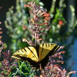 Agastache Rupestris -High Country Gardens Sales swallowtail butterflyon agastache rupestris pam koch az 3