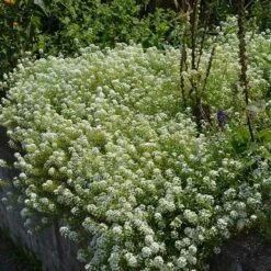Alternative Lawn Wildflower Seed Mix -High Country Gardens Sales sweet alyssum