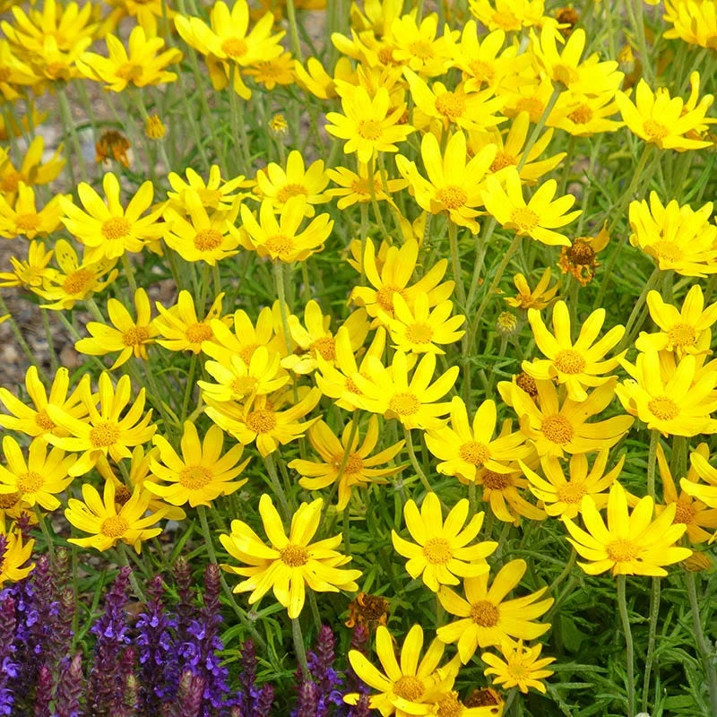 Takilma Gold Oregon Sunshine (Eriophyllum) 4 Takilma Gold Oregon Sunshine (Eriophyllum) - Image 2