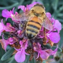 Gray Creeping Germander (Teucrium) 8 Gray Creeping Germander (Teucrium) -High Country Gardens Sales teucrium aroanium honey bee mary ray co 2