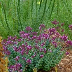 Thanksgiving Ornamental Oregano 7 Thanksgiving Ornamental Oregano -High Country Gardens Sales thanksgiving ornamental oregano oreganum with liatris garden