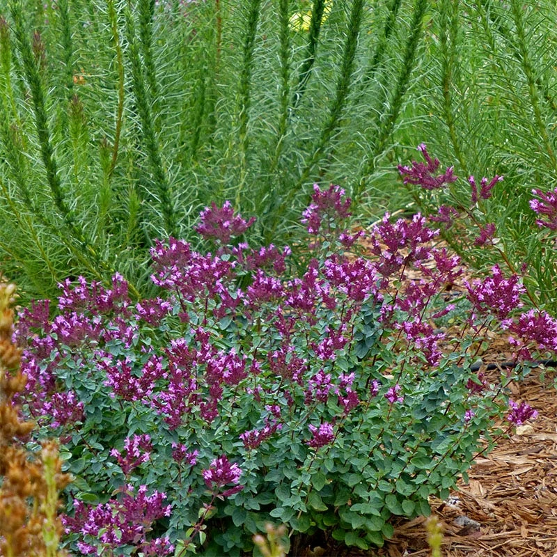 Thanksgiving Ornamental Oregano 5 Thanksgiving Ornamental Oregano - Image 3
