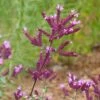 Thanksgiving Ornamental Oregano -High Country Gardens Sales thanksgiving ornamental oregano origanum close up