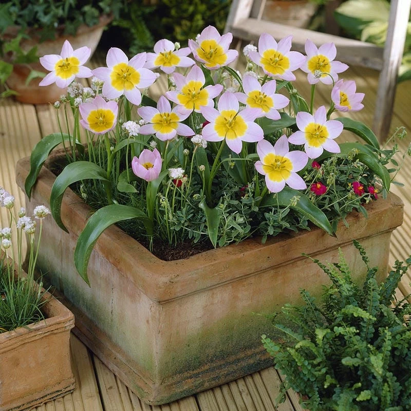 Lilac Wonder Wildflower Tulip 5 Lilac Wonder Wildflower Tulip - Image 4