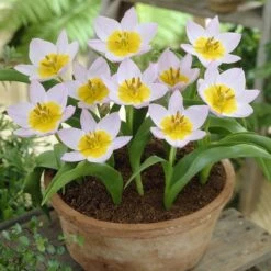 Lilac Wonder Wildflower Tulip 10 Lilac Wonder Wildflower Tulip -High Country Gardens Sales tulip bakeri lilac wonder tulip patio pot