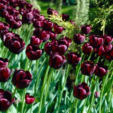 Queen Of The Night Single Late Tulip 3 Queen Of The Night Single Late Tulip