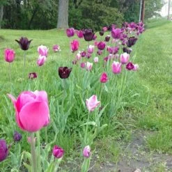 Blue Moon Triumph Tulip Mix 14 Blue Moon Triumph Tulip Mix -High Country Gardens Sales tulip blue moon mix cropped hm 10