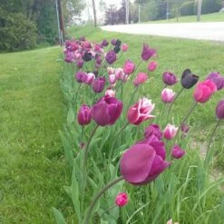 Blue Moon Triumph Tulip Mix 12 Blue Moon Triumph Tulip Mix -High Country Gardens Sales tulip blue moon mix cropped hm 6