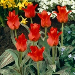 Red Riding Hood Rock Garden Tulip -High Country Gardens Sales tulip red riding hood container cropped