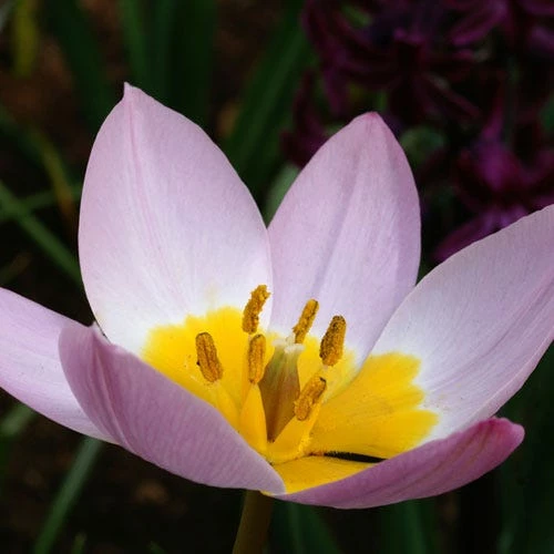 Lilac Wonder Wildflower Tulip 3 Lilac Wonder Wildflower Tulip - Image 2