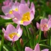 Magic Carpet Bulb Collection -High Country Gardens Sales tulipa lilac wonder flowers 1