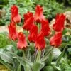 Red Riding Hood Rock Garden Tulip -High Country Gardens Sales tulipa red riding hood tulips