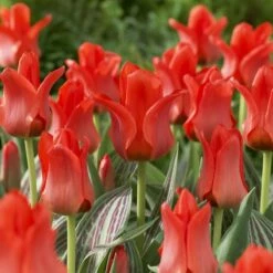 Red Riding Hood Rock Garden Tulip -High Country Gardens Sales tulipa red riding hood tulips 2