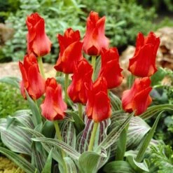 Red Riding Hood Rock Garden Tulip