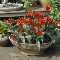 Red Riding Hood Rock Garden Tulip -High Country Gardens Sales tulipa red riding hood tulips container