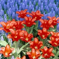 Red Riding Hood Rock Garden Tulip -High Country Gardens Sales tulipa red riding hood tulips with muscari armenicum