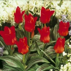 Red Riding Hood Rock Garden Tulip -High Country Gardens Sales tulipa red riding hood tulips with white hyacinth