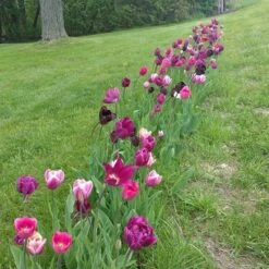 Blue Moon Triumph Tulip Mix 16 Blue Moon Triumph Tulip Mix -High Country Gardens Sales tulipa blue moon mix hm 4