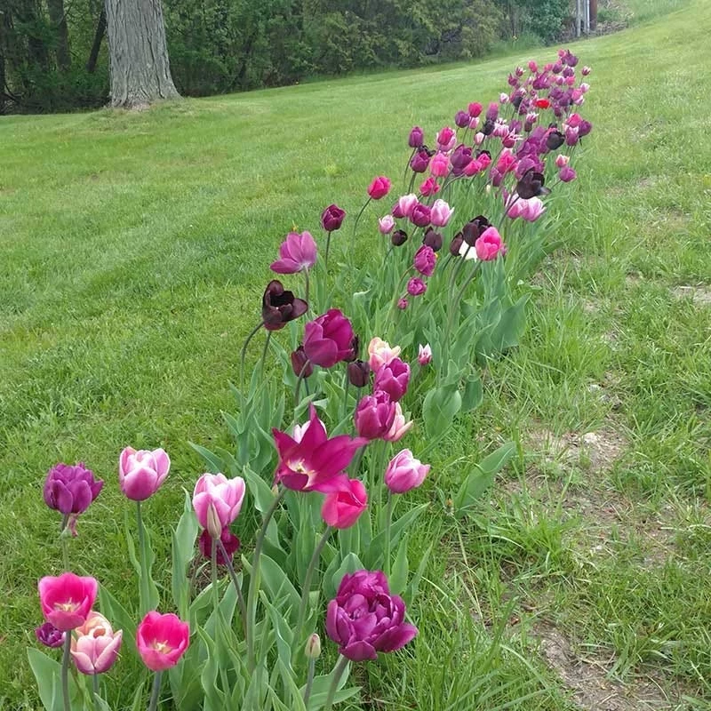 Blue Moon Triumph Tulip Mix 9 Blue Moon Triumph Tulip Mix - Image 7