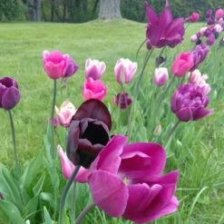 Blue Moon Triumph Tulip Mix