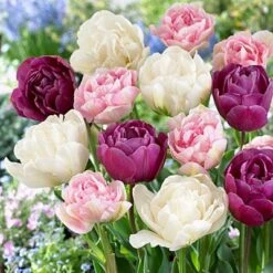 Double Late Tulip Mix 7 Double Late Tulip Mix -High Country Gardens Sales tulipdoublemix 2