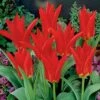 Red Emperor Tulip -High Country Gardens Sales tulipredemperor 3