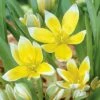 Tarda Wildflower Tulip 2 Tarda Wildflower Tulip -High Country Gardens Sales tuliptarda 1