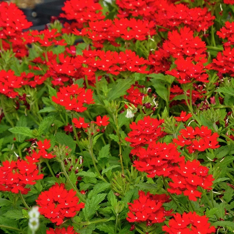 Container Garden For Full Sun 4 Container Garden For Full Sun - Image 2