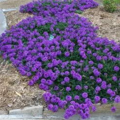 Valley Lavender® Plains Verbena -High Country Gardens Sales verbena bipinnitifida valley lavender 3