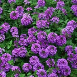 Valley Lavender® Plains Verbena 9 Valley Lavender® Plains Verbena -High Country Gardens Sales verbena bipinnitifida valley lavender close up