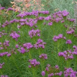 Iron Butterfly Ironweed (Vernonia) 7 Iron Butterfly Ironweed (Vernonia) -High Country Gardens Sales vernonia lettermanii iron butterfly agastache aurantiaca shades of orange