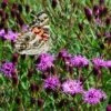 Summer's Swan Song Ironweed (Vernonia) -High Country Gardens Sales vernonia summer swan song american painted lady jim ault