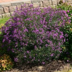Summer's Swan Song Ironweed (Vernonia) -High Country Gardens Sales vernonia summer swan song garden jim ault
