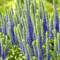 Royal Candles Veronica -High Country Gardens Sales veronica royal candles veronica spicata
