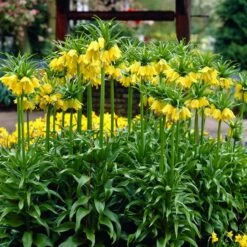 Yellow Crown Imperial -High Country Gardens Sales visi02917 fritillaria lutea cropped