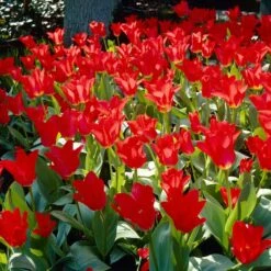 Red Emperor Tulip -High Country Gardens Sales visi28048 red emperor tulip cropped