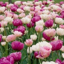 Double Late Tulip Mix 8 Double Late Tulip Mix -High Country Gardens Sales visi34695 double late tulip mix cropped