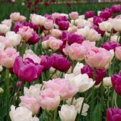 Double Late Tulip Mix 9 Double Late Tulip Mix -High Country Gardens Sales visi34696 double late tulip mix cropped