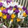 Dutch Crocus Mix