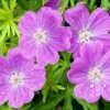 Vision® Violet Geranium -High Country Gardens Sales vision violet geranium close up