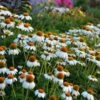 PowWow® White Echinacea -High Country Gardens Sales walers gardens echinacea powwow white
