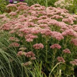 August Afternoons Pre-Planned Garden -High Country Gardens Sales walters gardens sedum autumn fire pink