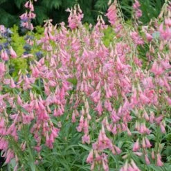 Elfin Pink Penstemon 9 Elfin Pink Penstemon -High Country Gardens Sales walters gardens penstemon elfin pink cropped