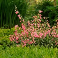 Elfin Pink Penstemon 8 Elfin Pink Penstemon -High Country Gardens Sales walters gardens penstemon elfin pink cropped 3